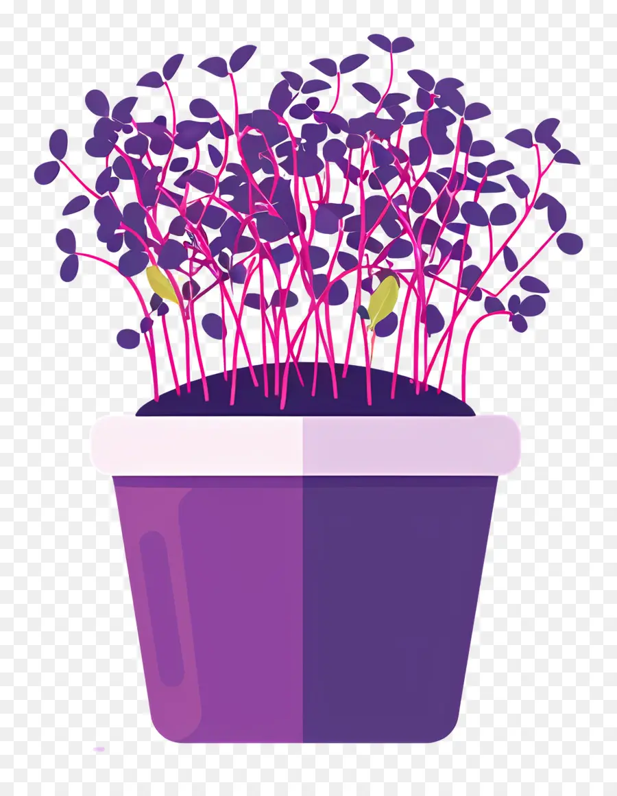 Pot De Micro Verts，Pot De Fleur Violet PNG