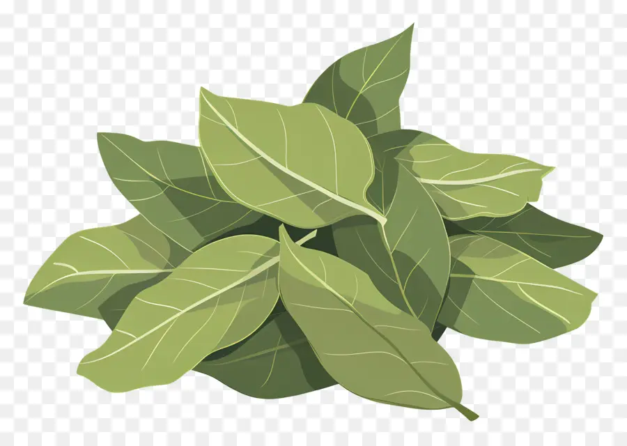 Feuille De Laurier，Feuilles PNG