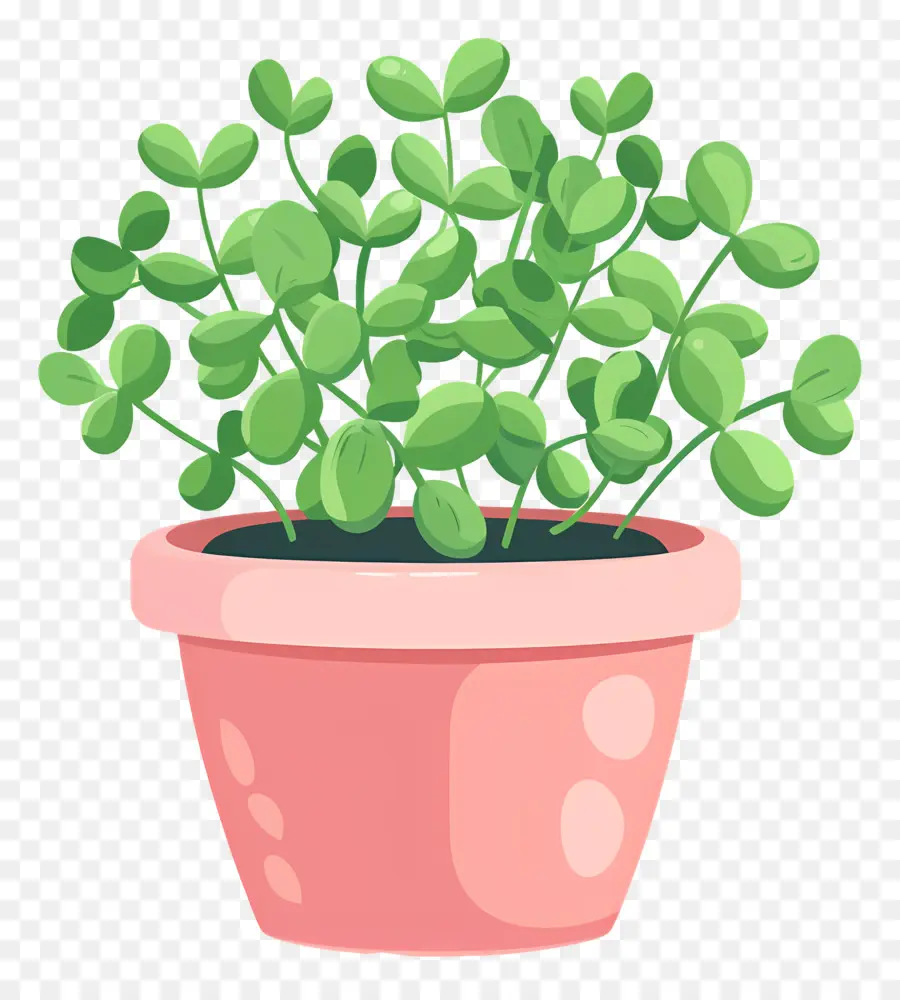 Pot De Micro Verts，Plante En Pot PNG