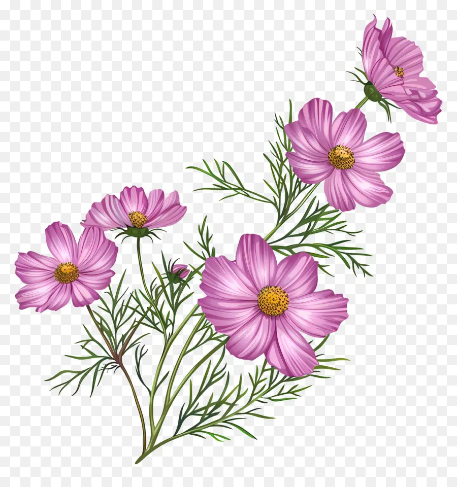 Cosmos Fleur，Fleurs Roses PNG