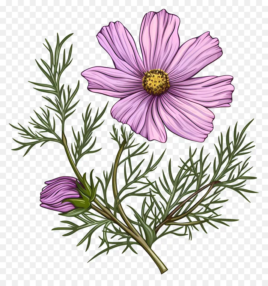 Cosmos Fleur，Fleur Rose PNG