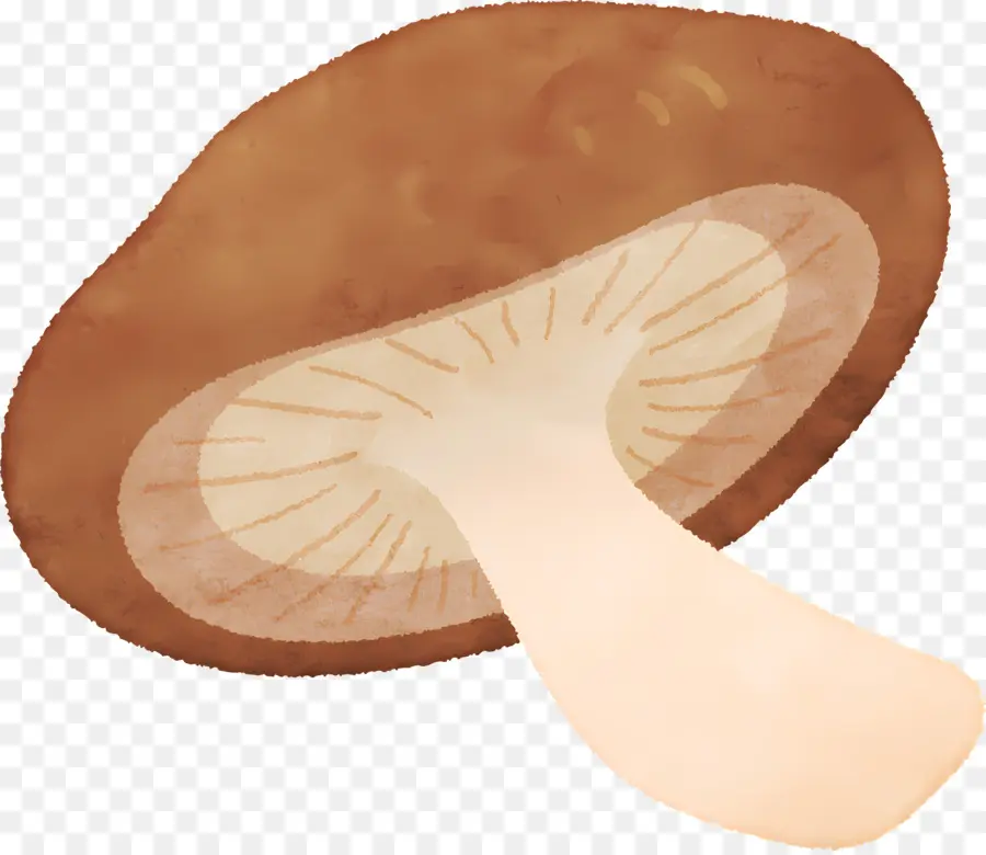 Champignons，Peinture à L'aquarelle PNG