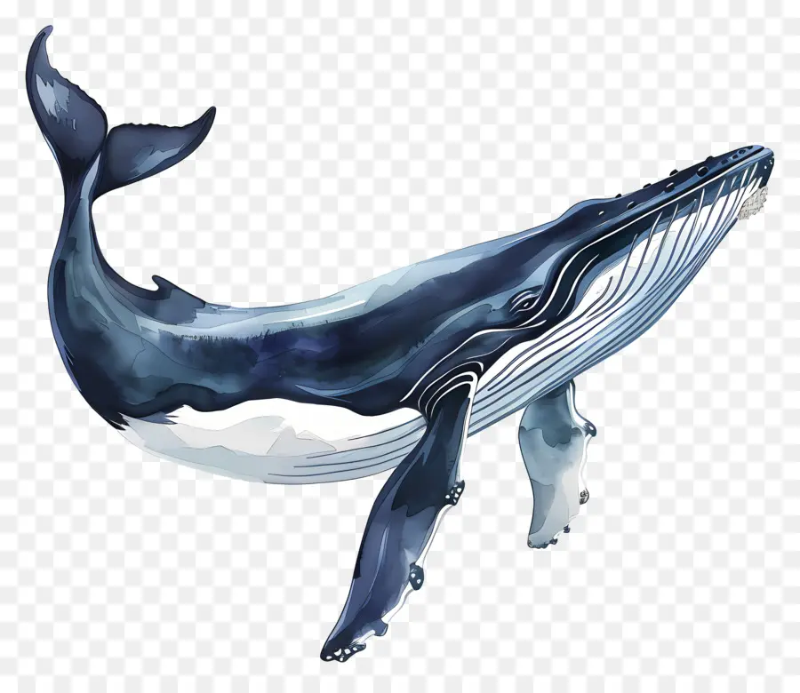 Baleine，Baleine Bleue PNG