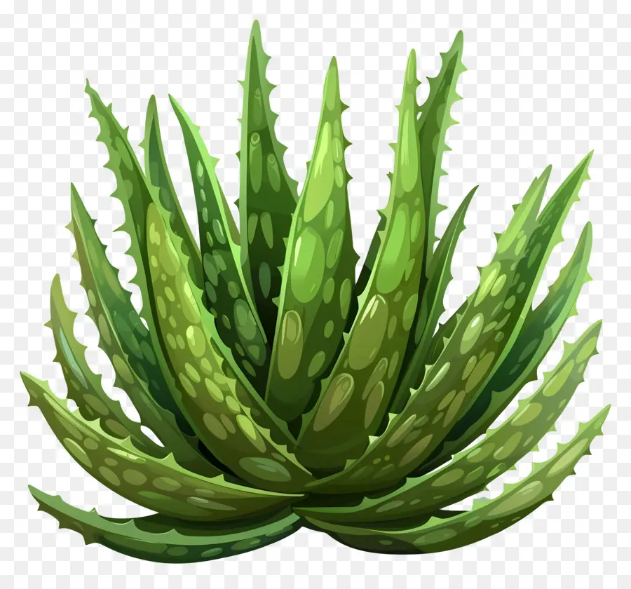 L'aloe Vera，Plante Médicinale PNG