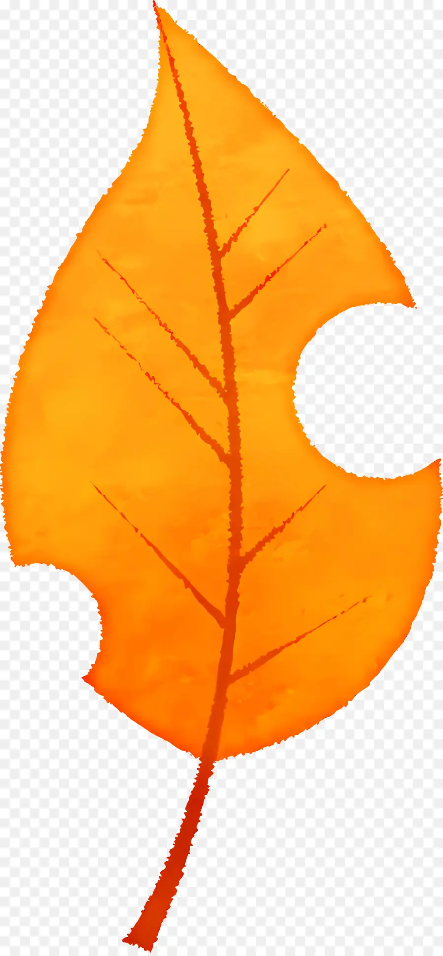 Feuilles D'automne，Feuilles D'oranger PNG