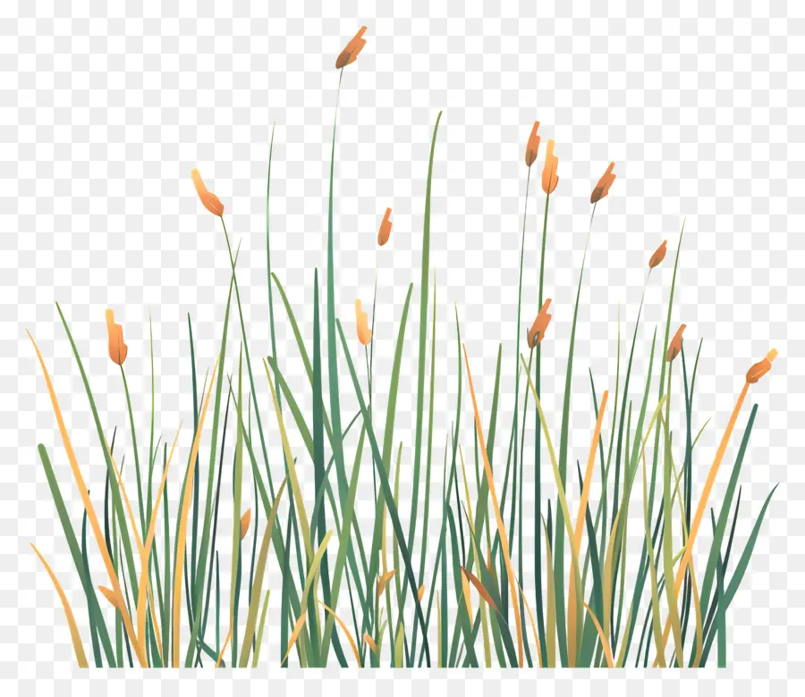 L'herbe Haute，Des Fleurs D'orange PNG