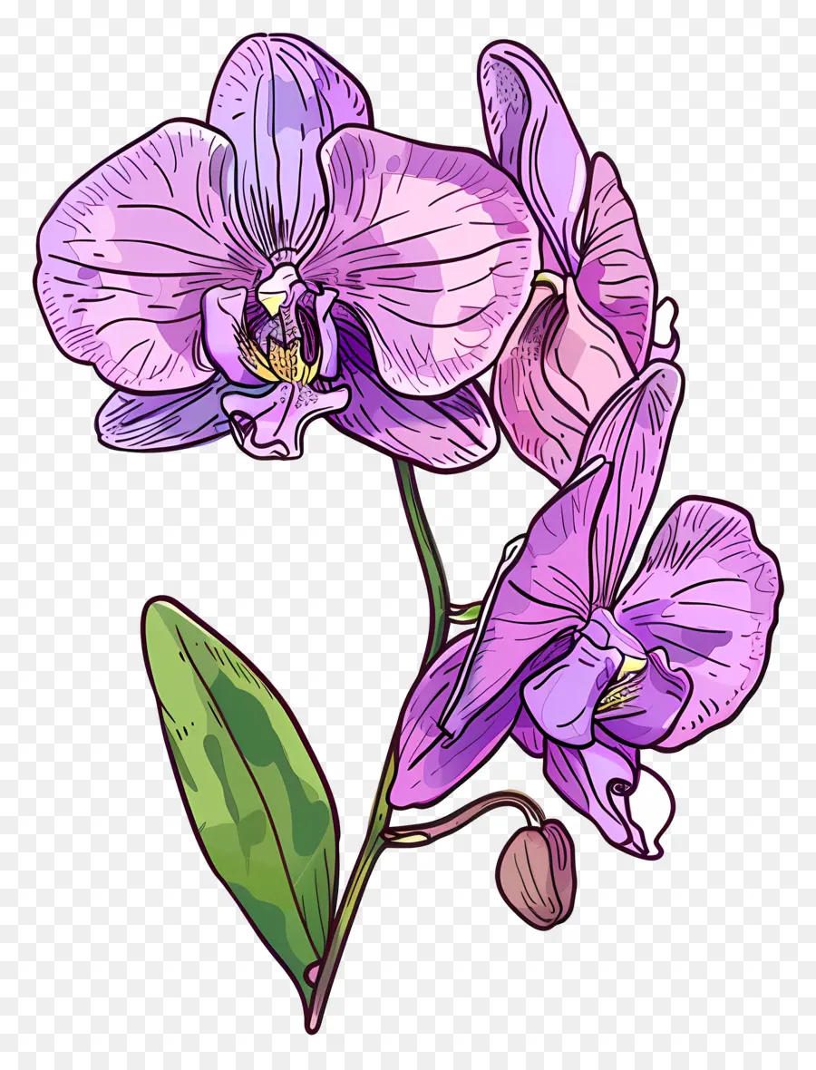 Orchidée，Violet Orchidée PNG