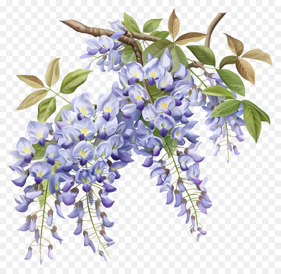 Fleurs De Glycine，Fleur De Glycine PNG