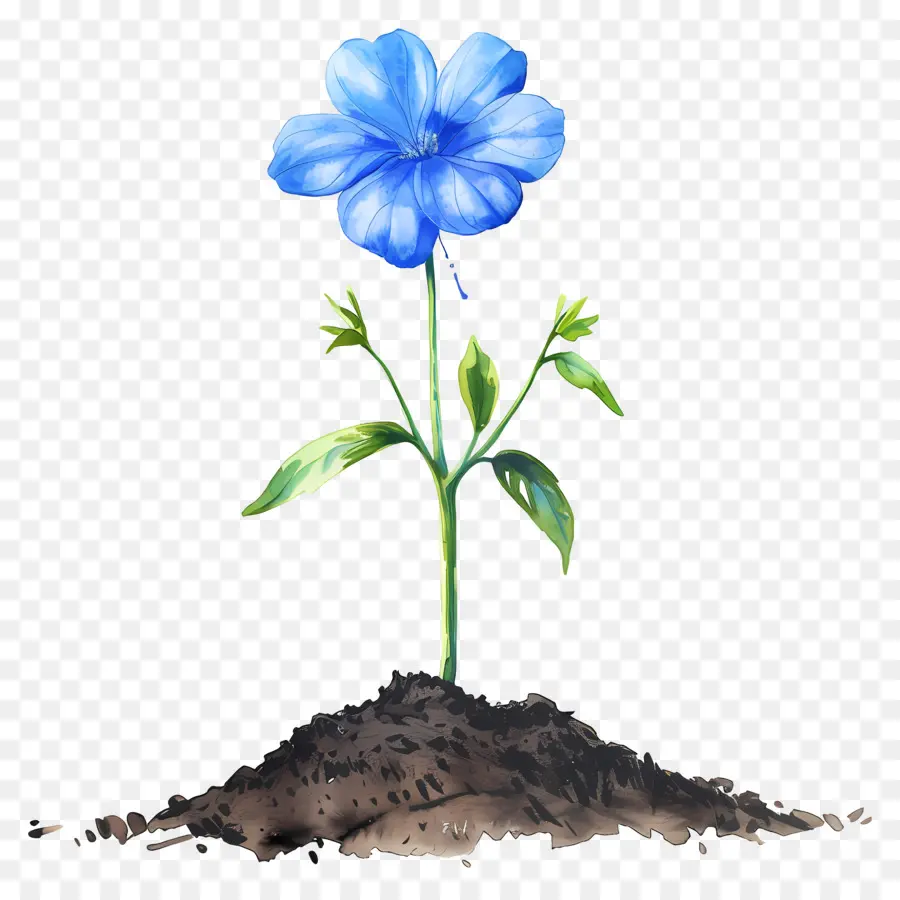 Fleur Bleue，Petite Fleur PNG