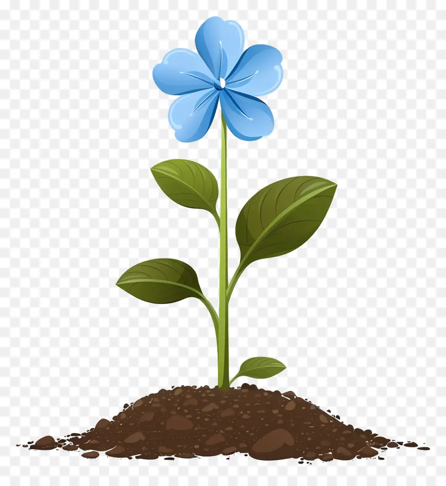 Fleur Bleue，Sol PNG