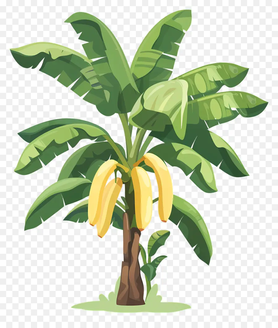 Bananier，Bananes Mûres PNG