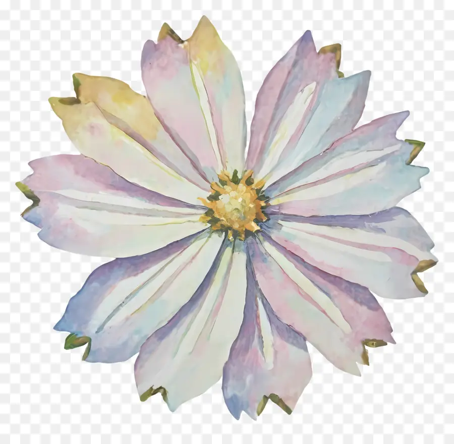 Cosmos Fleur，Fleur Rose PNG