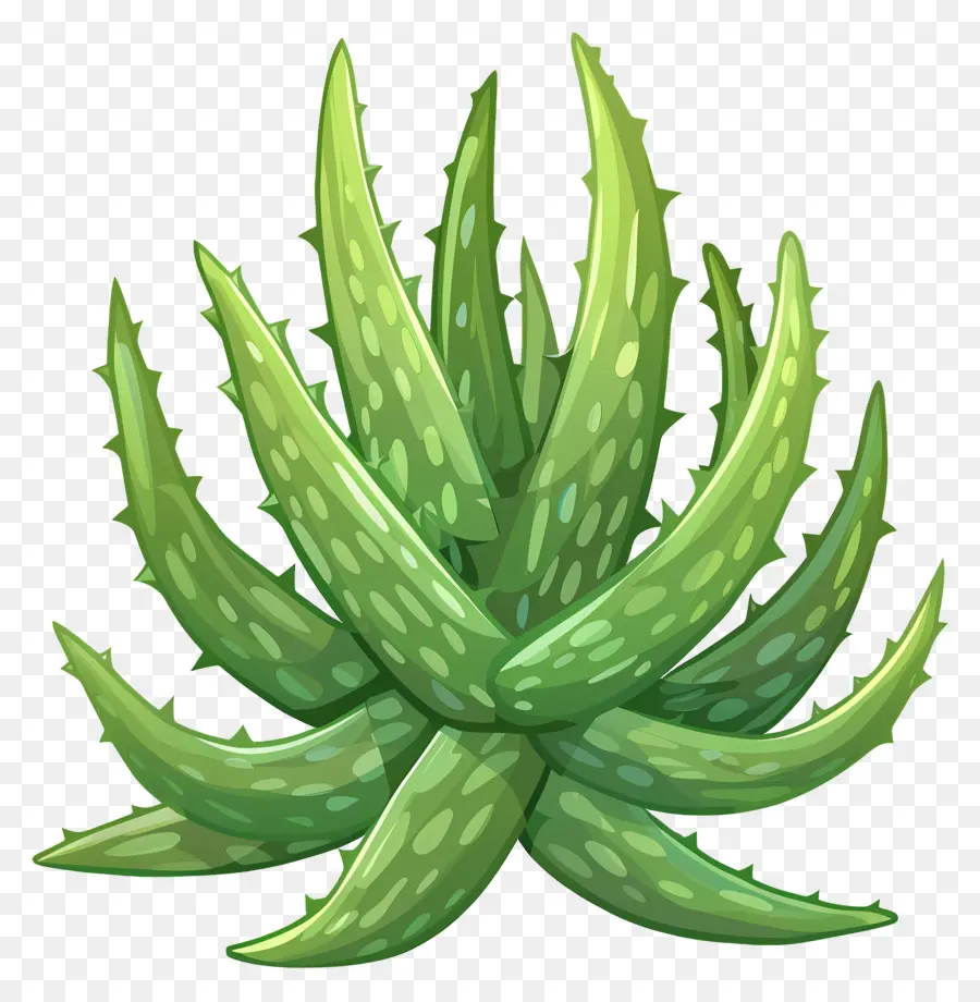 L'aloe Vera，Plante D'intérieur PNG