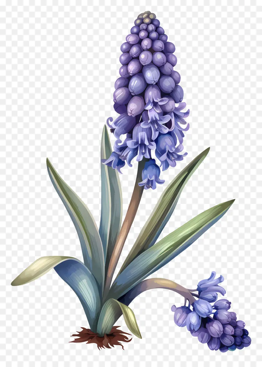 De Raisin De La Jacinthe，Fleur Bleue PNG