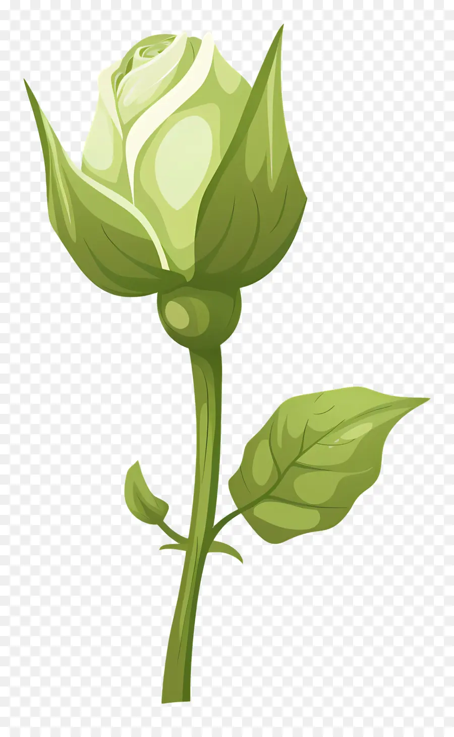 Rose Verte，Rose Blanche PNG