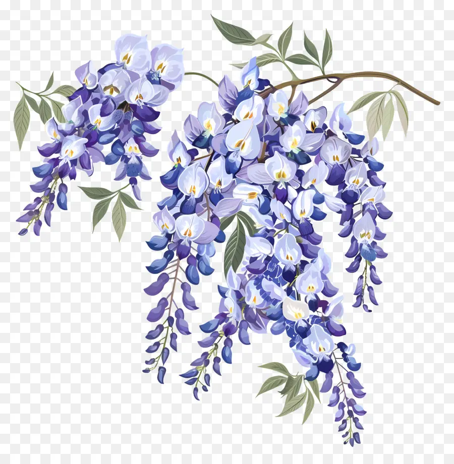 Fleurs De Glycine，Fleurs Pourpres PNG