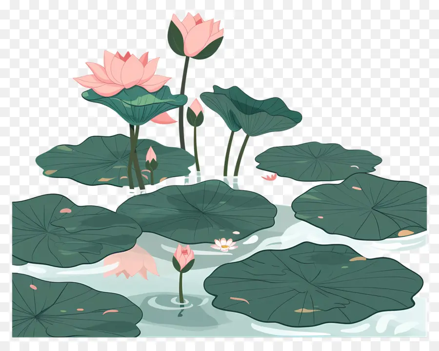 étang De Lotus，Rose Nénuphars PNG