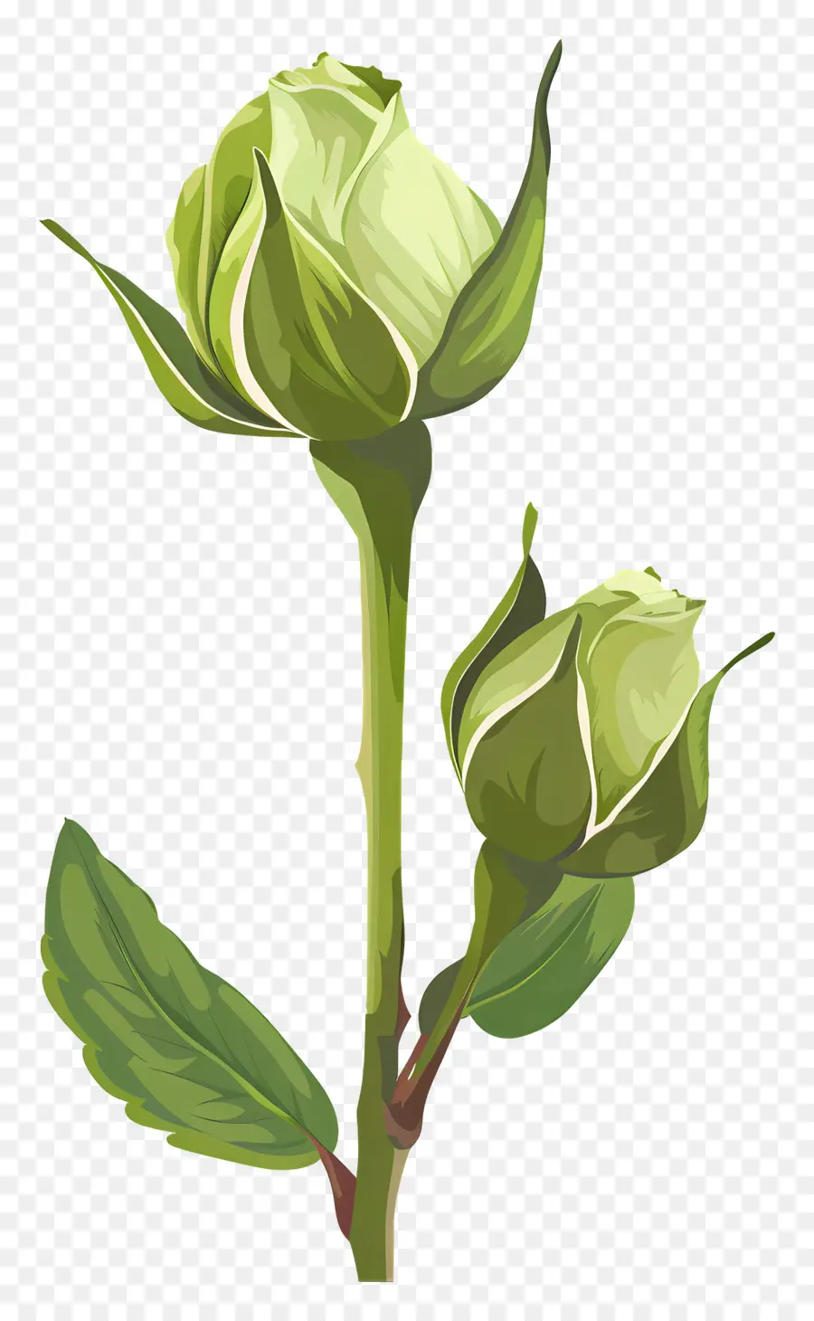 Rose Verte，Rose PNG