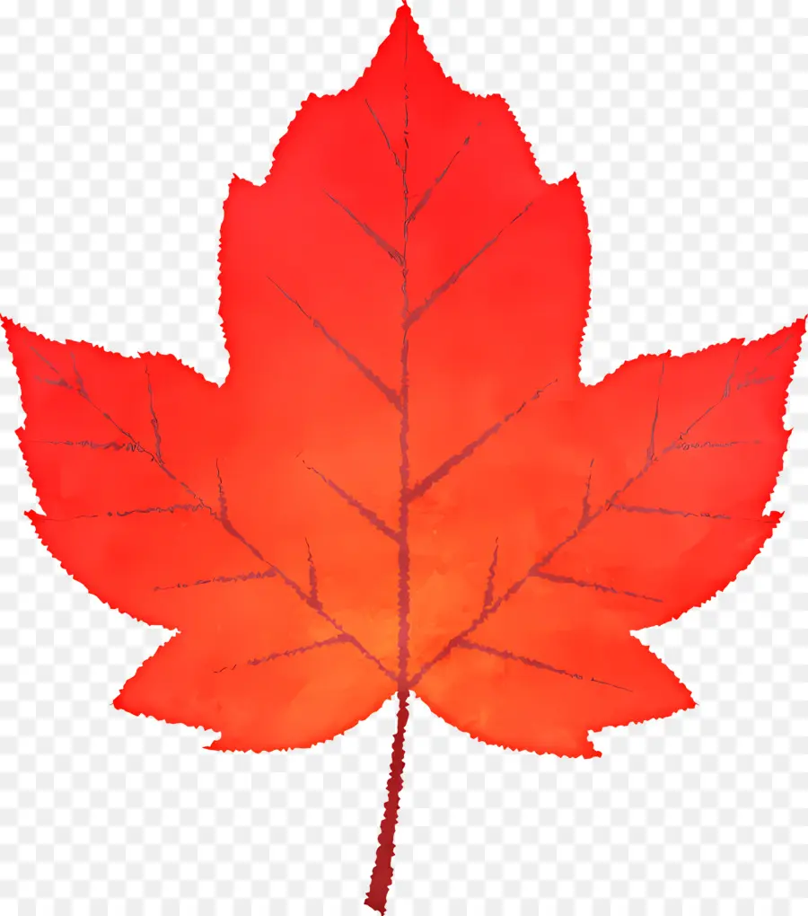 Feuilles D'automne，Feuille D'érable Rouge PNG