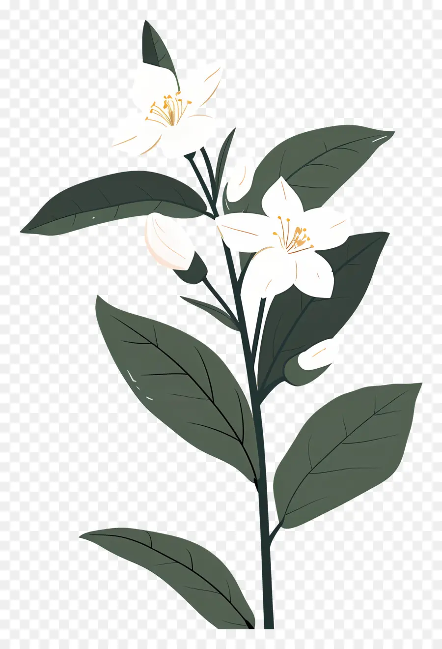 Fleur De Jasmin，Fleur Blanche PNG