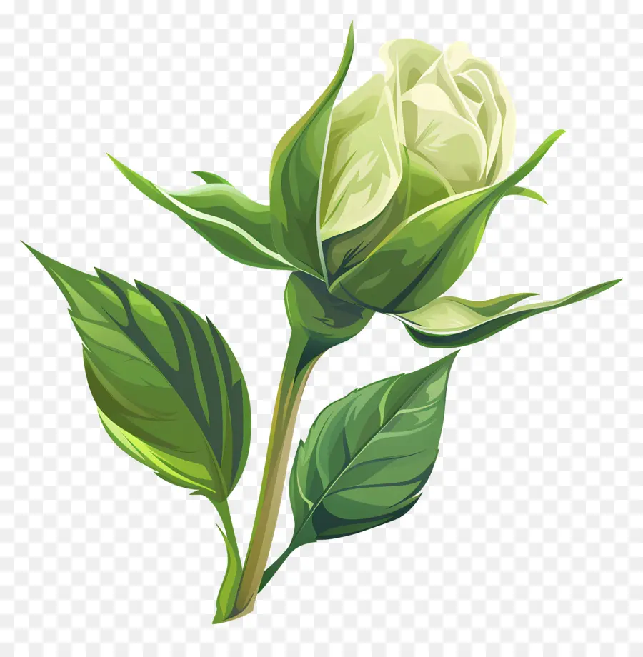 Rose Verte，Rose Blanche PNG