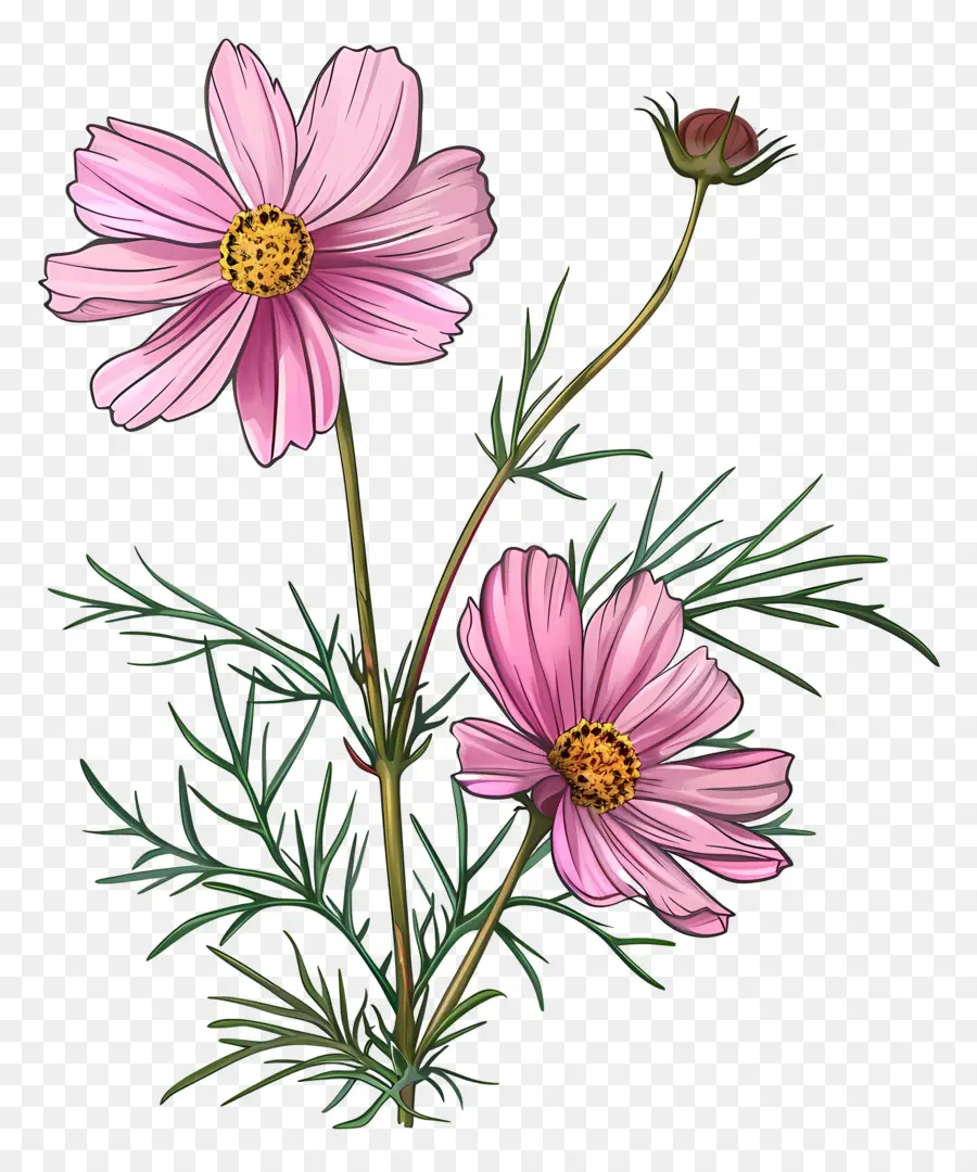 Cosmos Fleur，Fleurs Roses PNG