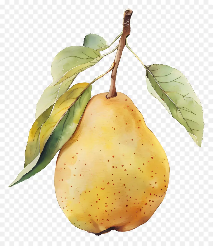 Poire，Pêche PNG