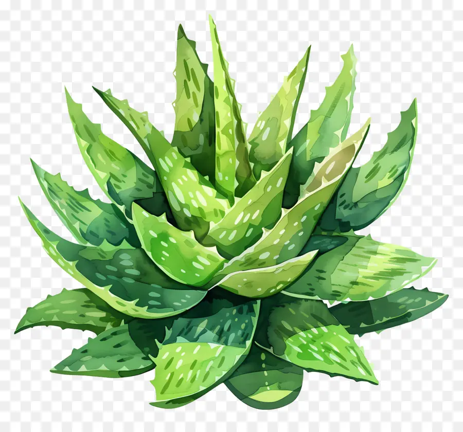 L'aloe Vera，Illustration Aquarelle PNG