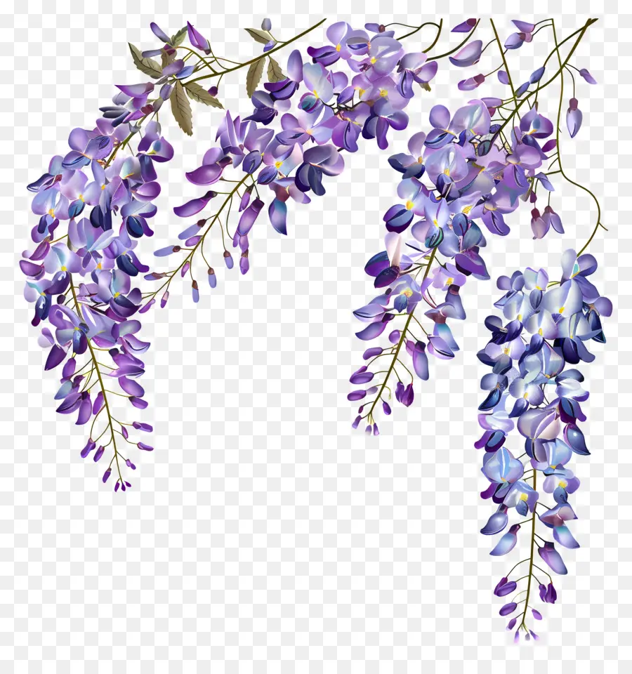 Fleurs De Glycine，Glycine PNG