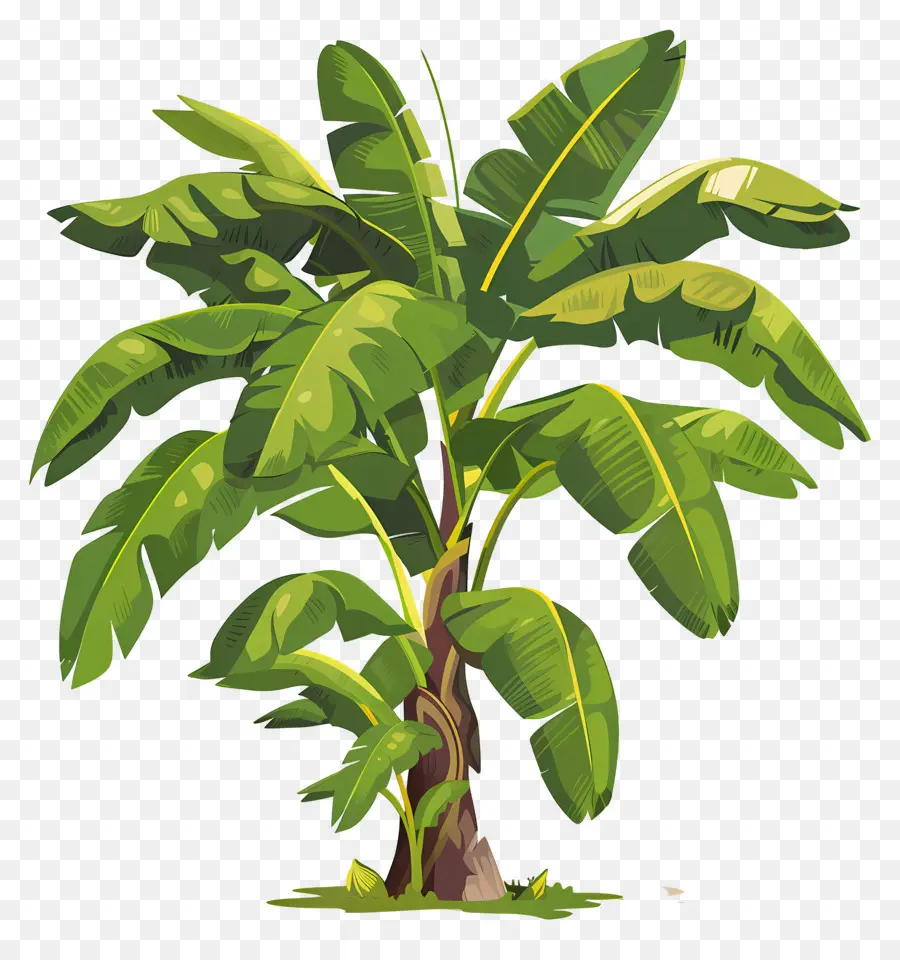 Bananier，Plante Tropicale PNG