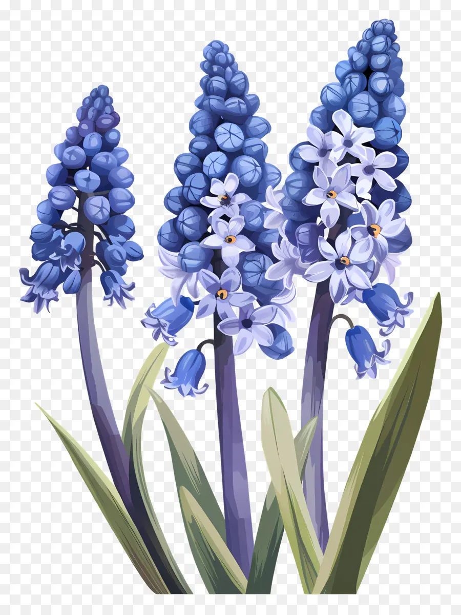 De Raisin De La Jacinthe，Bleu Jacinthe PNG