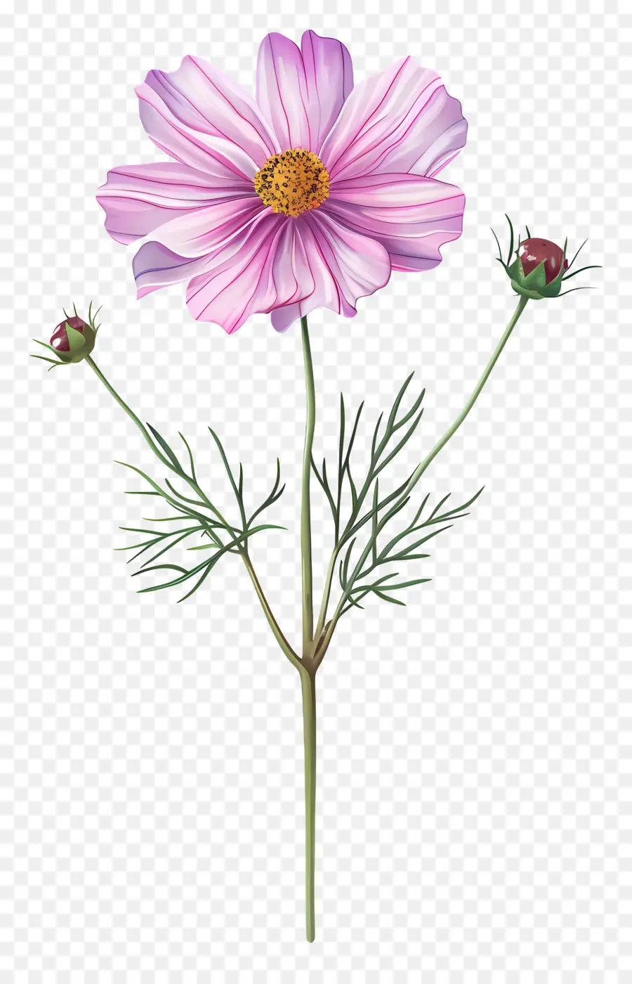 Cosmos Fleur，Fleur Rose PNG