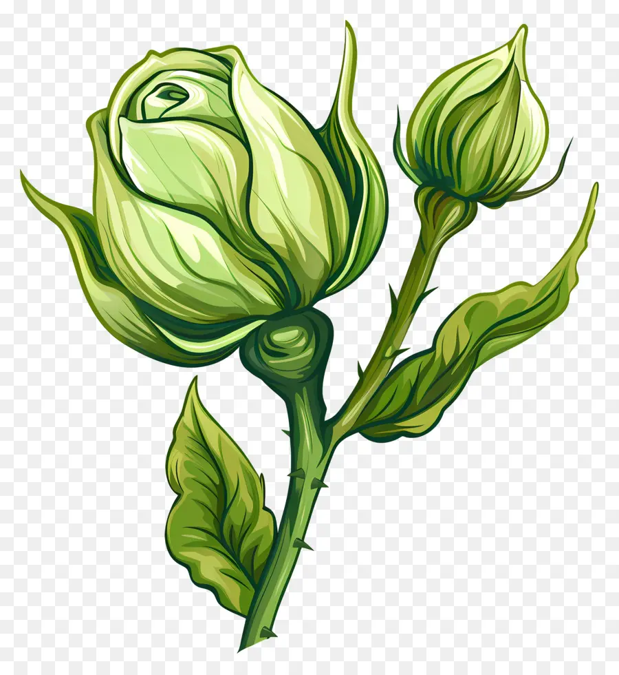 Rose Verte，Rose PNG