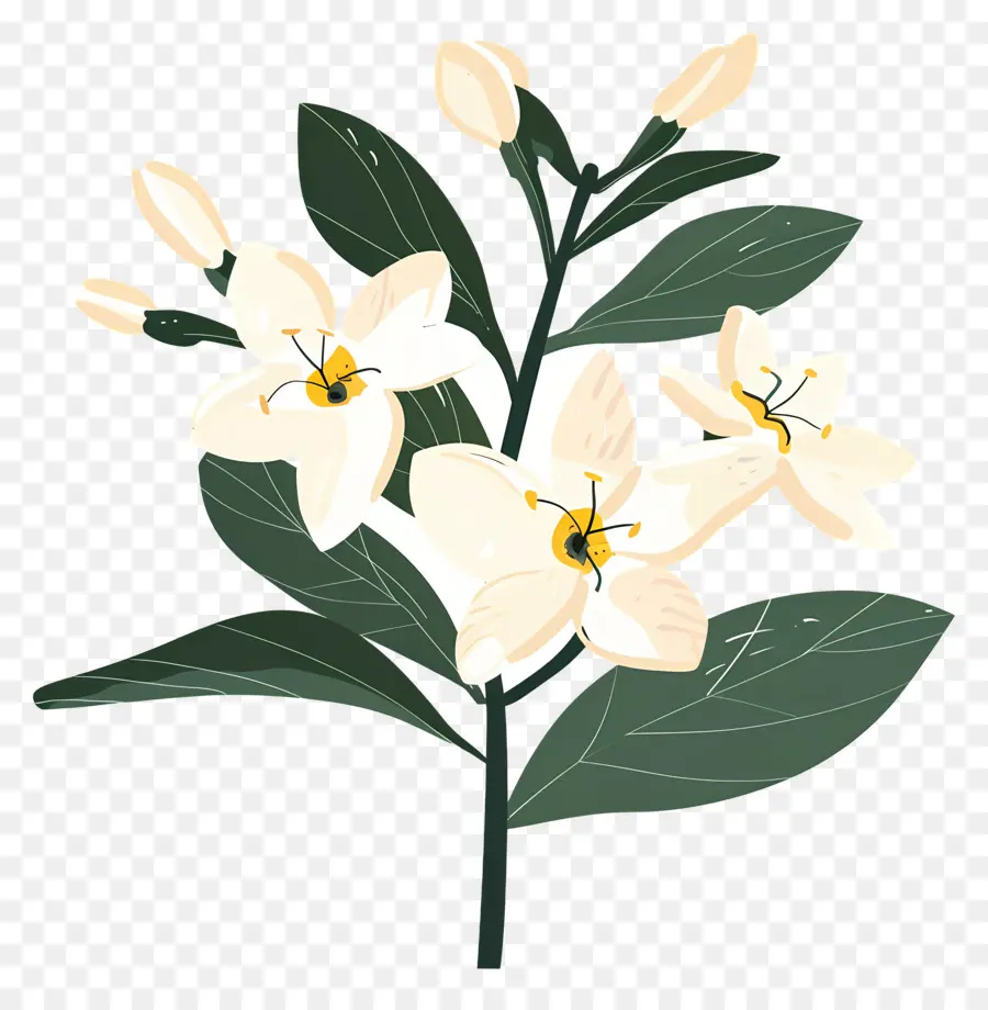 Fleur De Jasmin，Fleur Blanche PNG