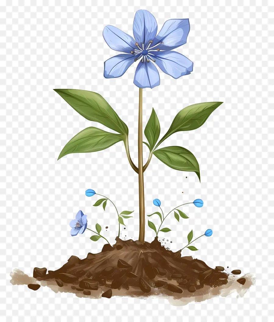 Fleur Bleue，Centre Blanc PNG