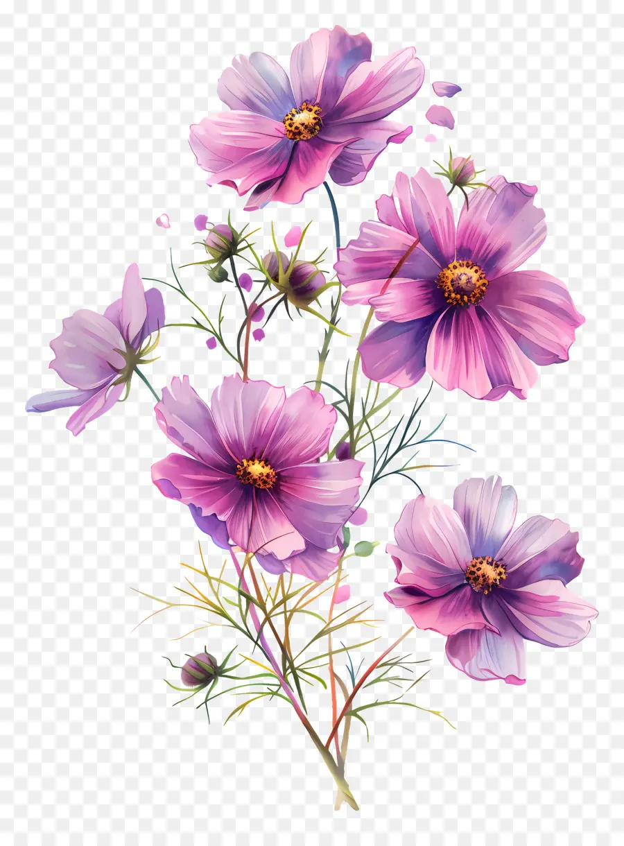 Cosmos Fleur，Fleurs Roses PNG