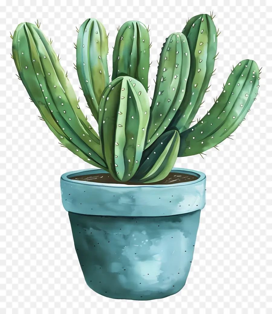 Cactus Succulent，Cactus PNG