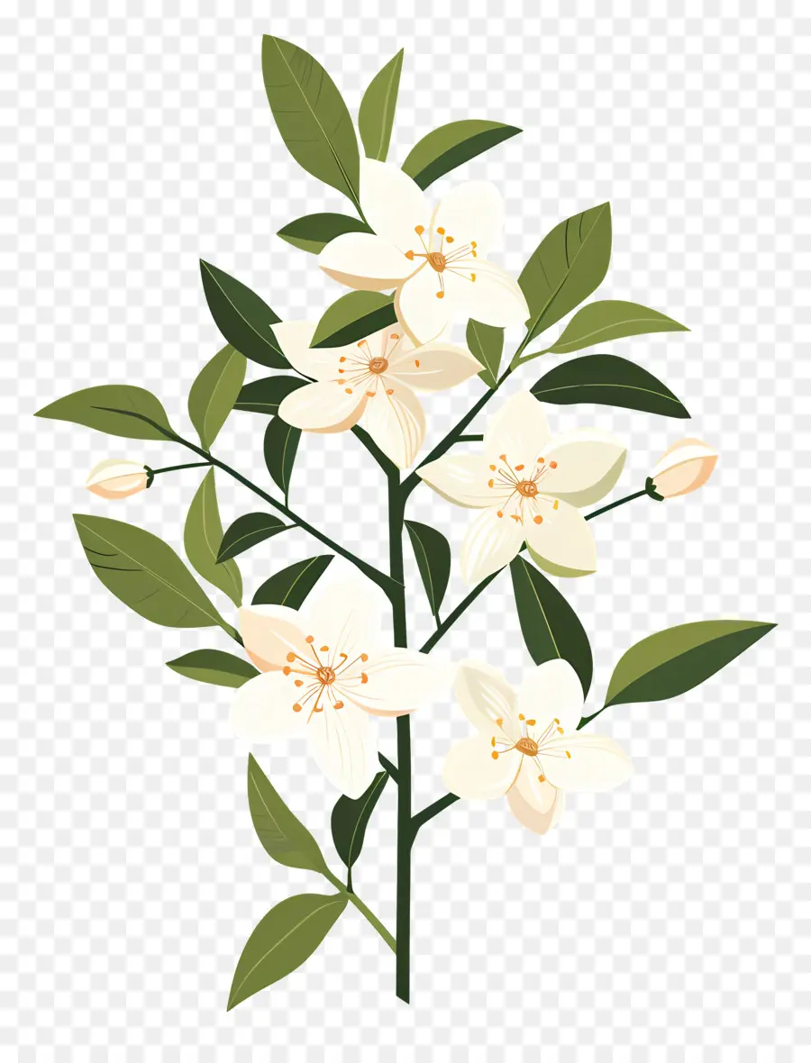 Fleur De Jasmin，Fleurs Blanches PNG