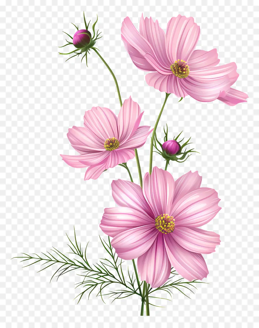 Fleur De Cosmos，Fleurs Roses PNG