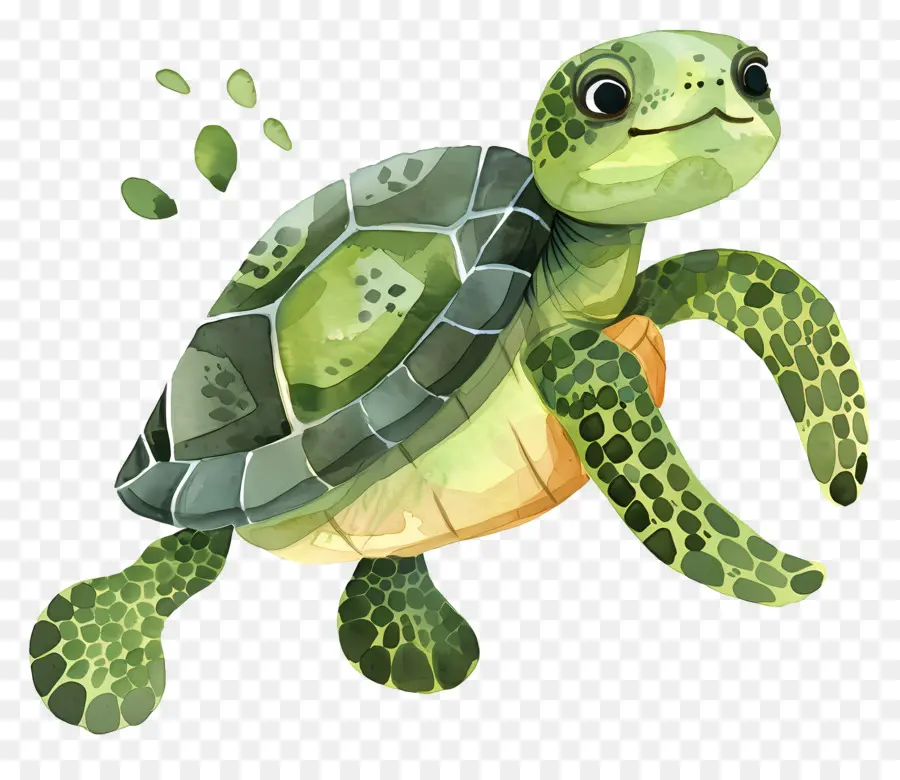 Tortue，Reptile PNG