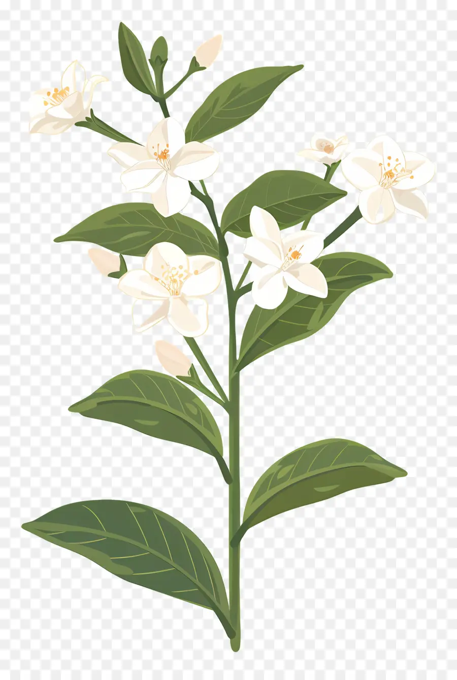 Fleur De Jasmin，Fleur Blanche PNG