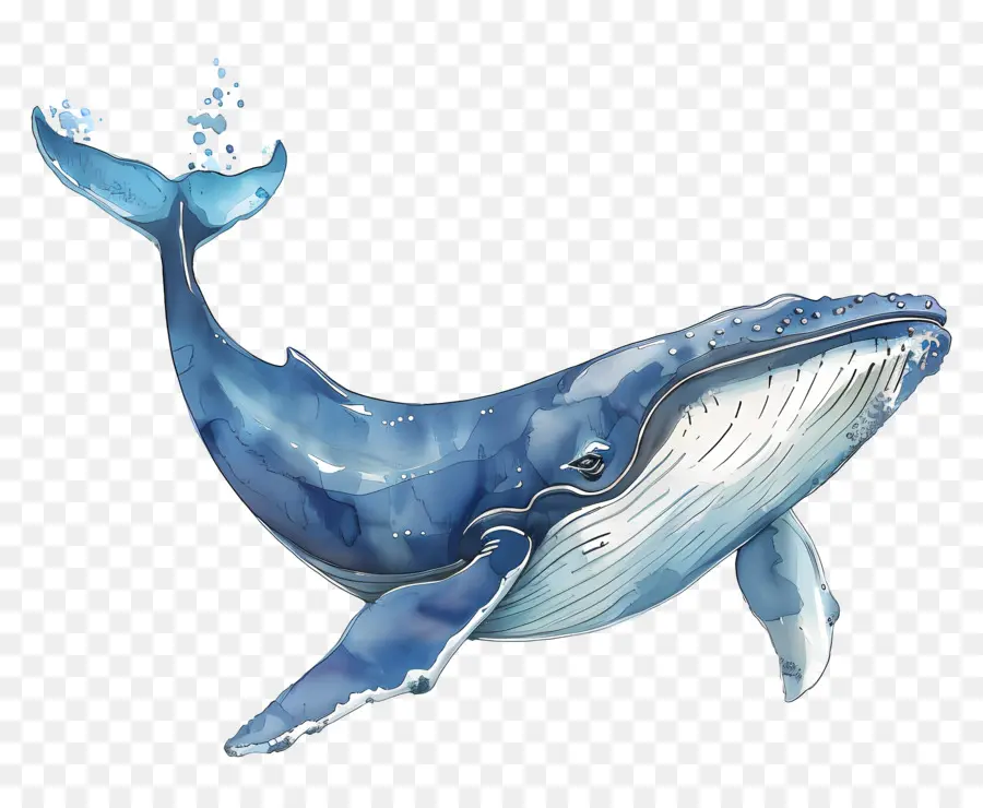 Baleine，Baleine Bleue PNG