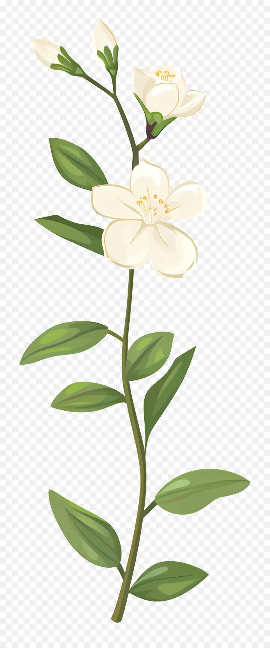 Fleur De Jasmin，Fleur Blanche PNG