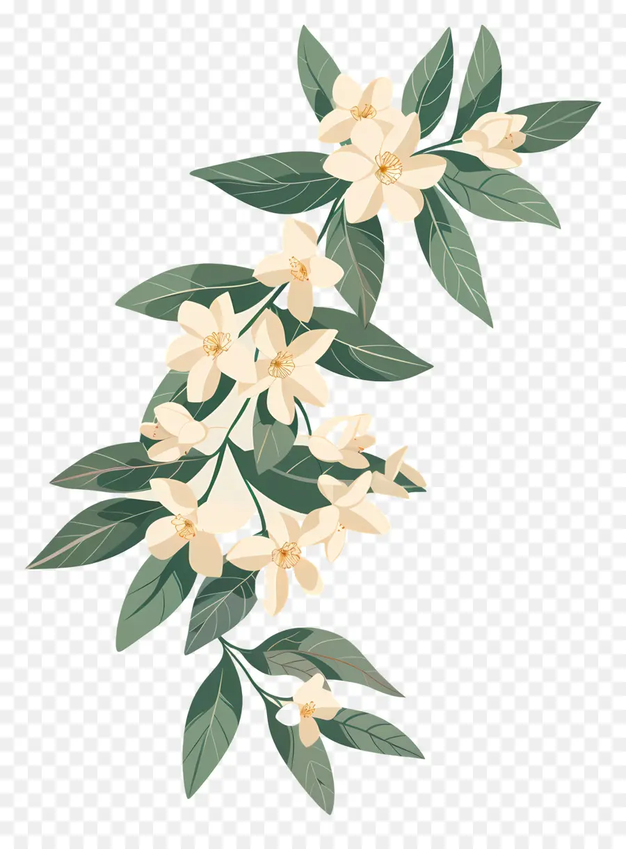 Guirlande De Jasmin，Des Fleurs De Jasmin PNG