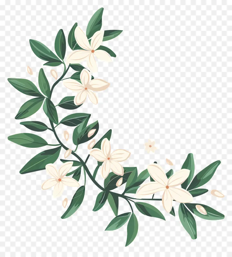 Guirlande De Jasmin，Fleur Blanche PNG