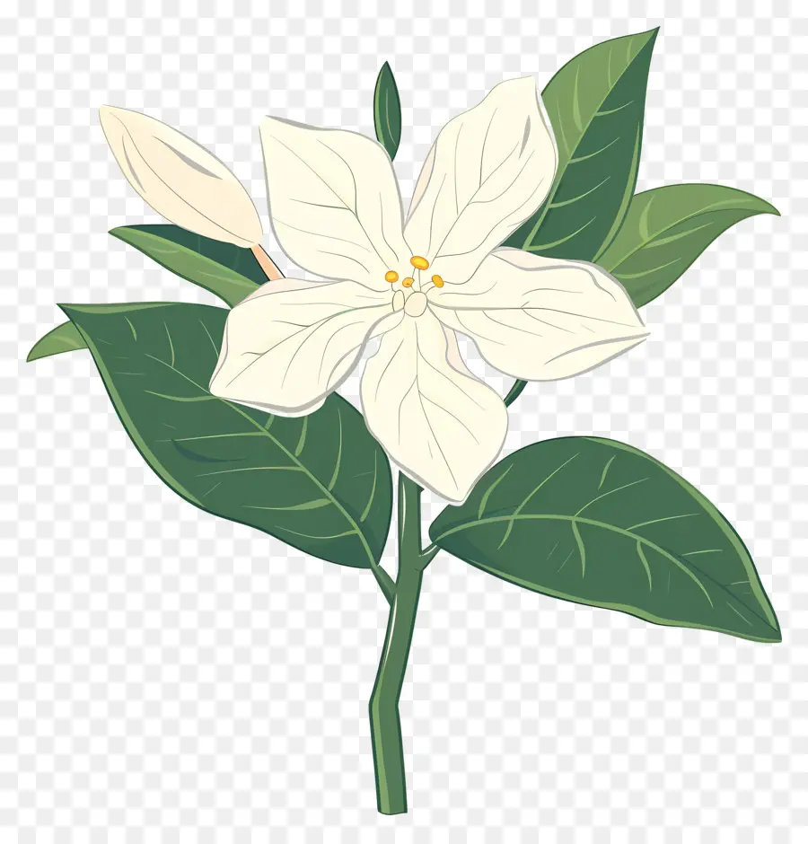 Fleur De Jasmin，Fleur Blanche PNG