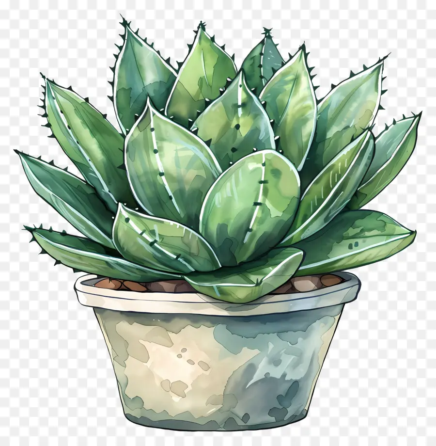 Cactus Succulents，Succulente Verte PNG