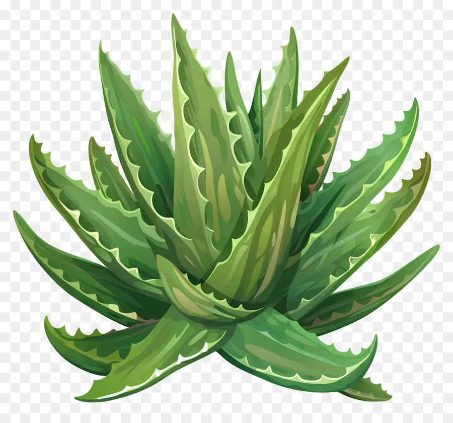 L'aloe Vera，Plante Succulente PNG