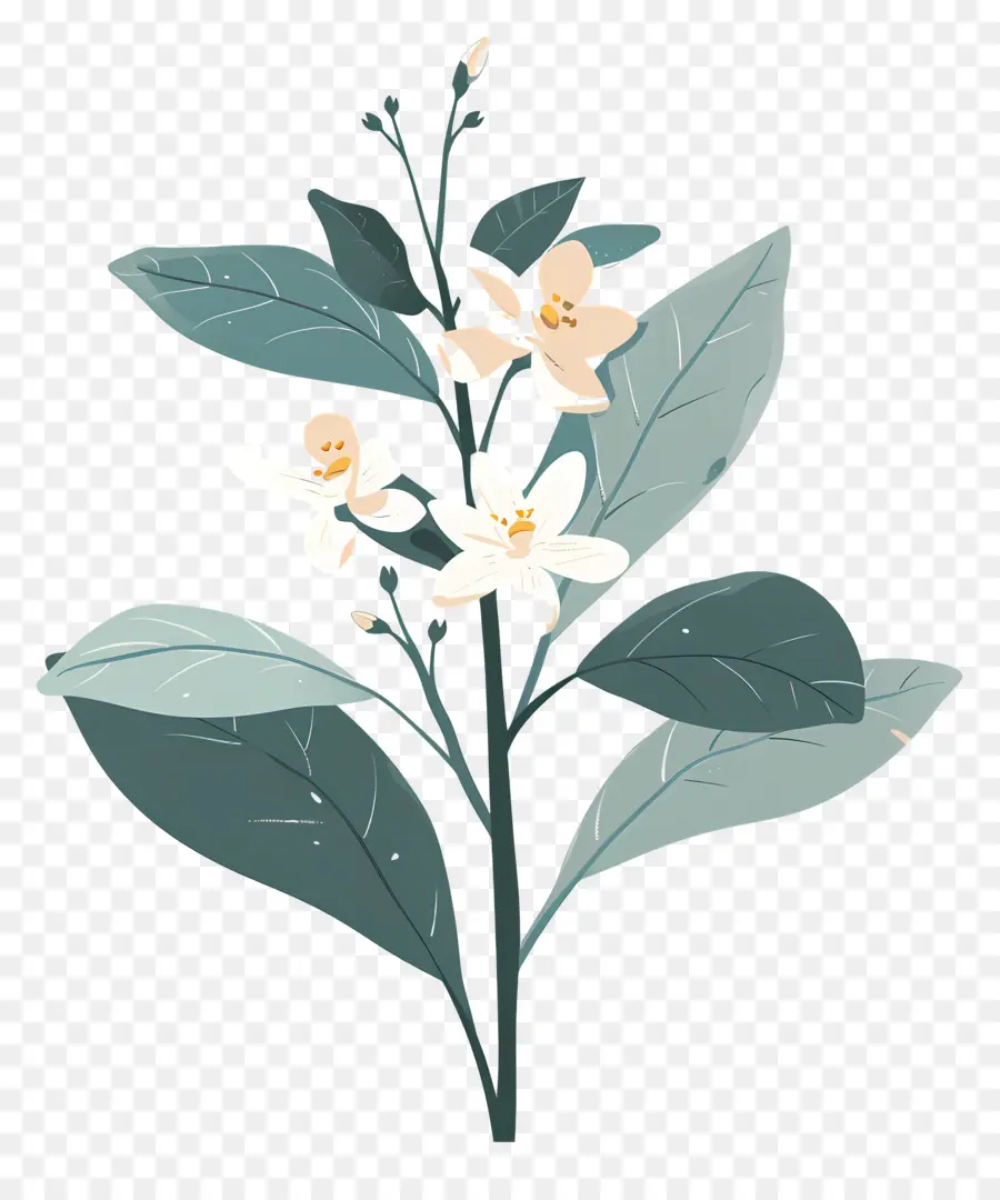 Fleur De Jasmin，Fleurs Blanches PNG