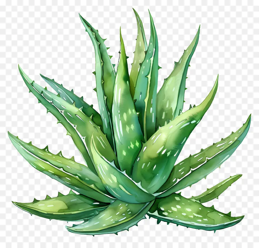 Aloé Véra，Succulent PNG